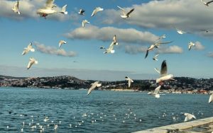 Beykoz sahil martılar deniz İstanbul